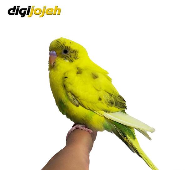 عکس مرغ عشق مو فرفری