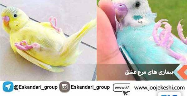 عکس مرغ عشق مو فرفری