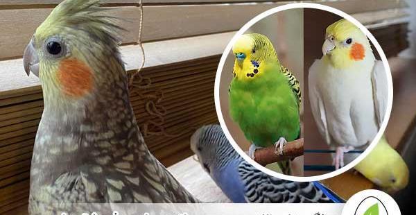 عکس جوجه عروس هلندی و مرغ عشق