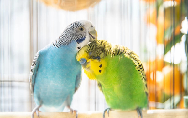 عکس و صدای مرغ عشق
