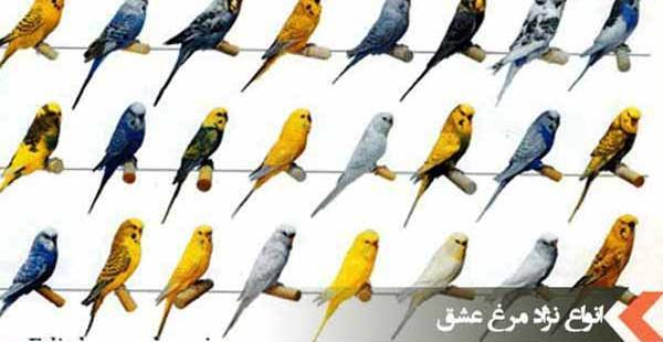 عکس و صدای مرغ عشق