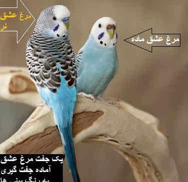 عکس مرغ عشق سفید ماده