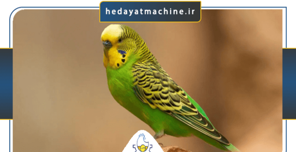 عکس مرغ عشق سیاه و سفید