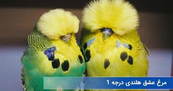 عکس مرغ عشق سیاه و سفید