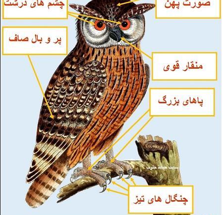 عکس نقاشی ساده جغد برای کلاس اول