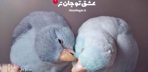 عکس دوتا مرغ عشق زیبا