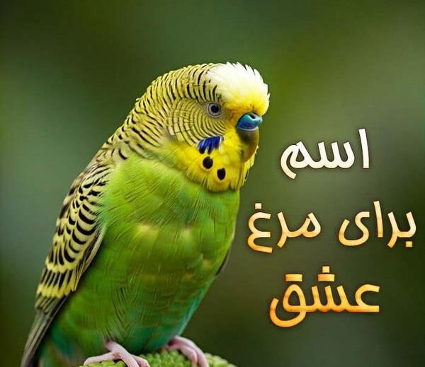 عکس از مرغ عشق زیبا