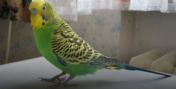عکس از مرغ عشق زیبا