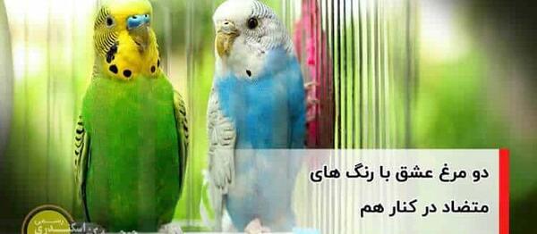 عکس مرغ عشق رنگ رنگی
