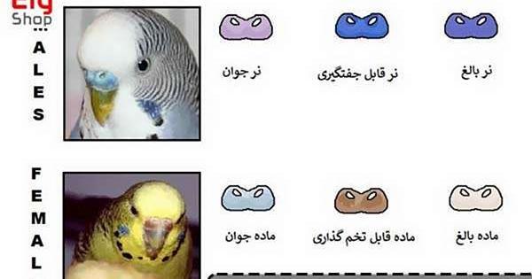 عکس مرغ عشق رنگ رنگی