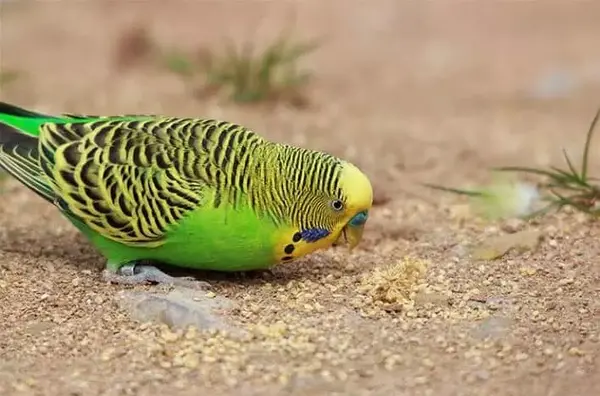 عکس مرغ عشق همه رنگی