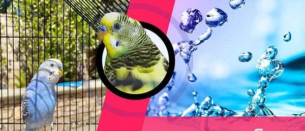 عکس خوشگل ترین مرغ عشق