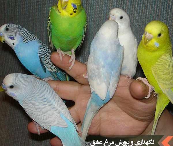 عکس خوشگل ترین مرغ عشق جهان