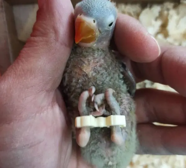 عکس جوجه مرغ عشق ۱۵ روزه