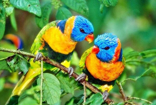 عکس جوجه مرغ عشق ۱۵ روزه