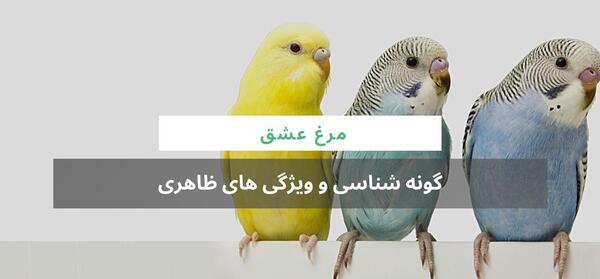 عکس جوجه مرغ عشق ۱۵ روزه