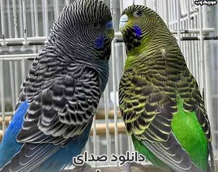 عکس مرغ عشق پروانه