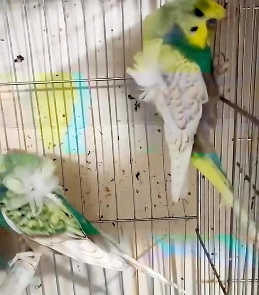 عکس مرغ عشق پروانه