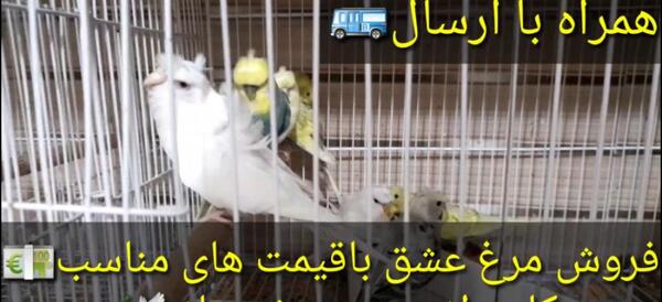 عکس مرغ عشق های میثم پرنده باز