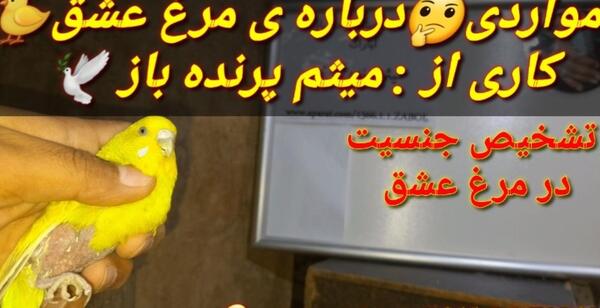 عکس مرغ عشق های میثم پرنده باز