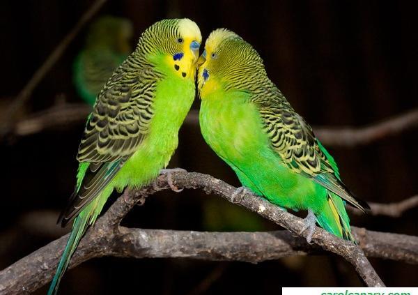 عکس پرنده مرغ عشق سبز