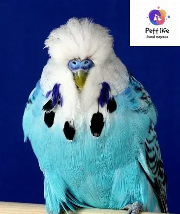 عکس پرنده مرغ عشق سبز