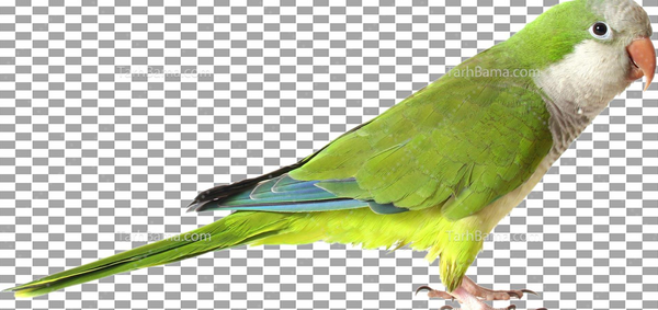 عکس پرنده مرغ عشق سبز