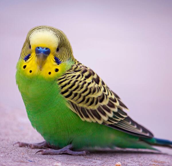 عکس پرنده مرغ عشق سبز