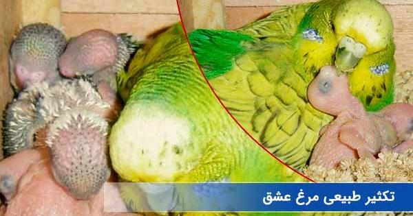 عکس پرنده مرغ عشق سبز