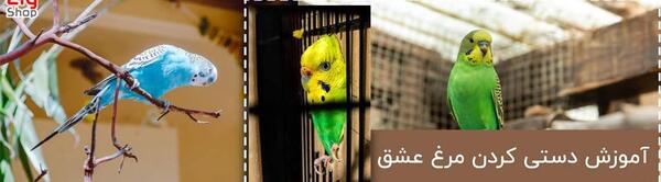 مرغ عشق عکس پروفایل پرنده های عاشق