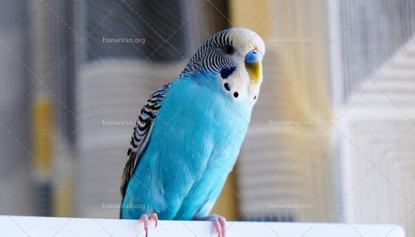 دانلود عکس مرغ عشق پروانه ای