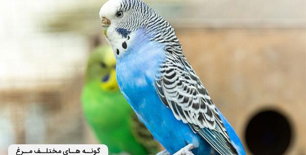 دانلود عکس مرغ عشق پروانه ای