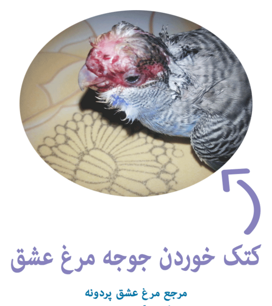 عکس بچه جوجه مرغ عشق
