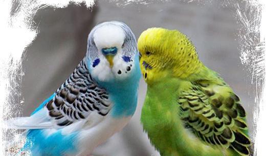 عکس مرغ عشق بنفش رنگ