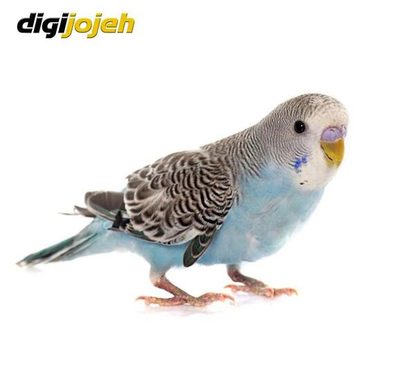 عکس مرغ عشق سبز آبی