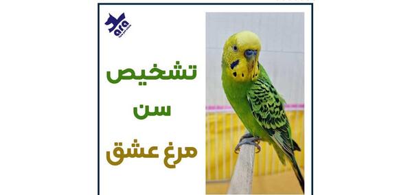 عکس مرغ عشق ماده جوان