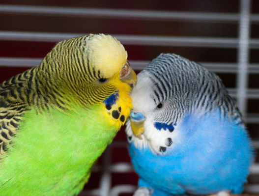 عکس مرغ عشق آبی نر