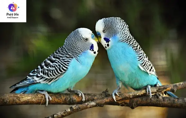 عکس مرغ عشق آبی نر