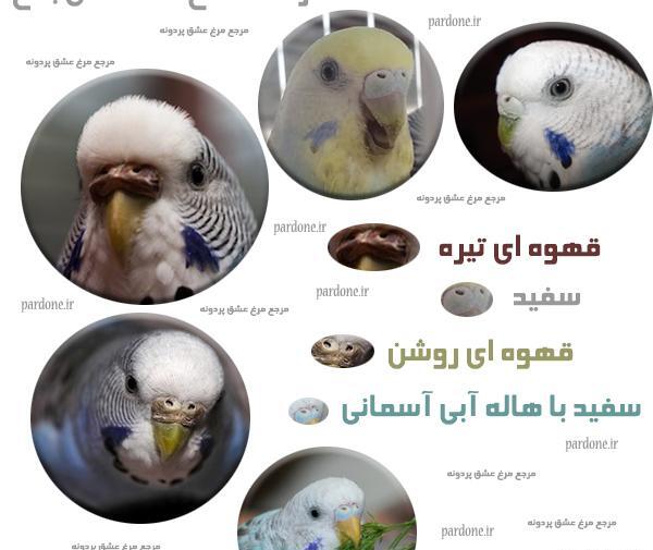 عکس مرغ عشق آبی نر