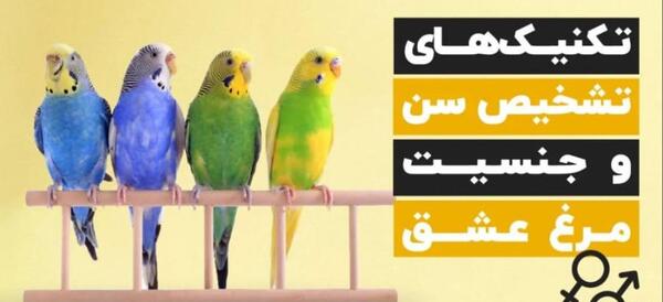 عکس مرغ عشق آبی نر