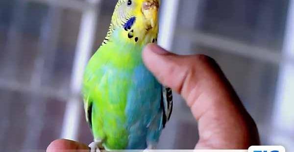 عکس جوجه مرغ عشق انگلیسی