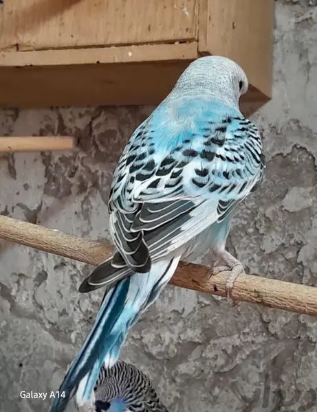 عکس جوجه مرغ عشق انگلیسی