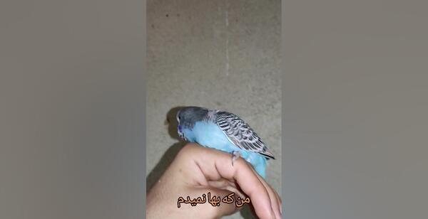 عکس جوجه مرغ عشق انگلیسی
