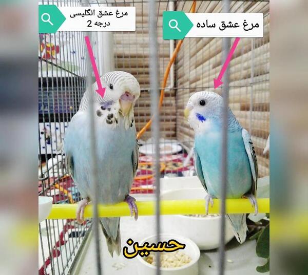 عکس از مرغ عشق انگلیسی