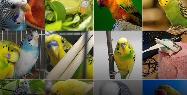 عکس از مرغ عشق انگلیسی