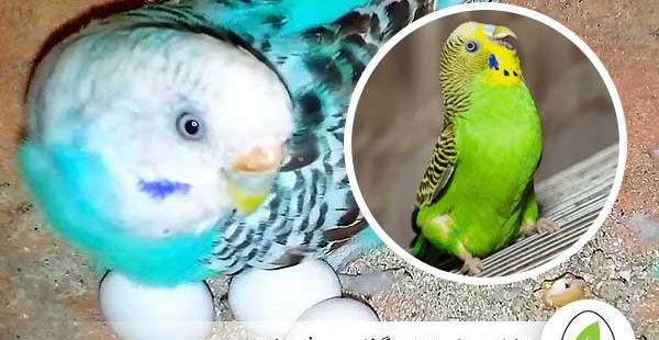 عکس از مرغ عشق انگلیسی