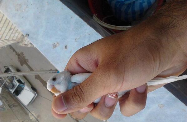 عکس جوجه مرغ عشق مرده