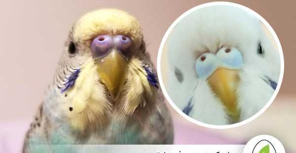 عکس جوجه مرغ عشق مرده