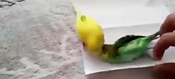 عکس جوجه مرغ عشق مرده