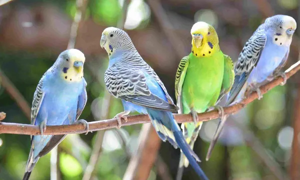 عکس مرغ عشق نر آبی